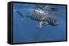 Whale Shark Feeding Off Coast of Isla Mujeres, Mexico-null-Framed Stretched Canvas