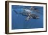 Whale Shark Feeding Off Coast of Isla Mujeres, Mexico-null-Framed Photographic Print