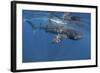 Whale Shark Feeding Off Coast of Isla Mujeres, Mexico-null-Framed Photographic Print