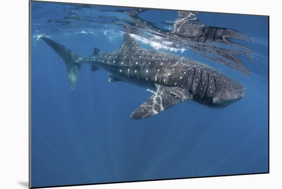 Whale Shark Feeding Off Coast of Isla Mujeres, Mexico-null-Mounted Photographic Print