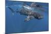 Whale Shark Feeding Off Coast of Isla Mujeres, Mexico-null-Mounted Photographic Print