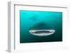 Whale shark feeding on zooplankton, Thailand-Sirachai Arunrugstichai-Framed Photographic Print