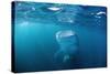 Whale Shark Filter Feeding on Plankton (Rhincodon Typus), Thailand, Indian Ocean.-Reinhard Dirscherl-Stretched Canvas