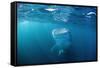 Whale Shark Filter Feeding on Plankton (Rhincodon Typus), Thailand, Indian Ocean.-Reinhard Dirscherl-Framed Stretched Canvas