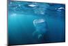 Whale Shark Filter Feeding on Plankton (Rhincodon Typus), Thailand, Indian Ocean.-Reinhard Dirscherl-Mounted Photographic Print