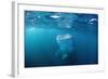 Whale Shark Filter Feeding on Plankton (Rhincodon Typus), Thailand, Indian Ocean.-Reinhard Dirscherl-Framed Photographic Print