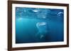 Whale Shark Filter Feeding on Plankton (Rhincodon Typus), Thailand, Indian Ocean.-Reinhard Dirscherl-Framed Photographic Print