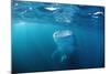 Whale Shark Filter Feeding on Plankton (Rhincodon Typus), Thailand, Indian Ocean.-Reinhard Dirscherl-Mounted Photographic Print