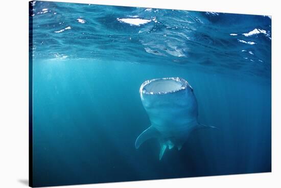 Whale Shark Filter Feeding on Plankton (Rhincodon Typus), Thailand, Indian Ocean.-Reinhard Dirscherl-Stretched Canvas