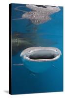 Whale Shark Filter Feeding-Reinhard Dirscherl-Stretched Canvas