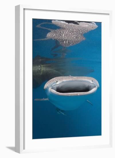 Whale Shark Filter Feeding-Reinhard Dirscherl-Framed Photographic Print