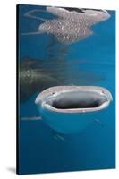 Whale Shark Filter Feeding-Reinhard Dirscherl-Stretched Canvas