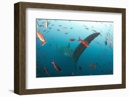 Whale shark Galapagos Islands, Darwin Island and Arch-Michele Westmorland-Framed Photographic Print