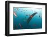 Whale shark Galapagos Islands, Darwin Island and Arch-Michele Westmorland-Framed Photographic Print