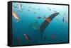 Whale shark Galapagos Islands, Darwin Island and Arch-Michele Westmorland-Framed Stretched Canvas
