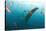 Whale shark Galapagos Islands, Darwin Island and Arch-Michele Westmorland-Stretched Canvas