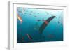 Whale shark Galapagos Islands, Darwin Island and Arch-Michele Westmorland-Framed Photographic Print