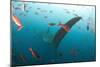 Whale shark Galapagos Islands, Darwin Island and Arch-Michele Westmorland-Mounted Photographic Print