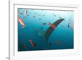 Whale shark Galapagos Islands, Darwin Island and Arch-Michele Westmorland-Framed Photographic Print