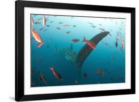 Whale shark Galapagos Islands, Darwin Island and Arch-Michele Westmorland-Framed Photographic Print