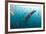 Whale shark Galapagos Islands, Darwin Island and Arch-Michele Westmorland-Framed Photographic Print