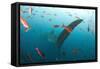 Whale shark Galapagos Islands, Darwin Island and Arch-Michele Westmorland-Framed Stretched Canvas