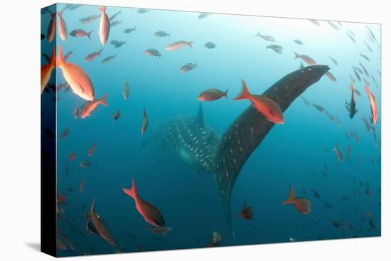 Whale shark Galapagos Islands, Darwin Island and Arch-Michele Westmorland-Stretched Canvas
