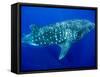 Whale Shark, Galapagos Islands National Park, Ecuador-Stuart Westmoreland-Framed Stretched Canvas