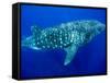 Whale Shark, Galapagos Islands National Park, Ecuador-Stuart Westmoreland-Framed Stretched Canvas