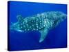 Whale Shark, Galapagos Islands National Park, Ecuador-Stuart Westmoreland-Stretched Canvas