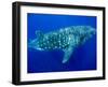 Whale Shark, Galapagos Islands National Park, Ecuador-Stuart Westmoreland-Framed Photographic Print