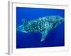 Whale Shark, Galapagos Islands National Park, Ecuador-Stuart Westmoreland-Framed Photographic Print