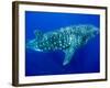 Whale Shark, Galapagos Islands National Park, Ecuador-Stuart Westmoreland-Framed Photographic Print