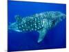 Whale Shark, Galapagos Islands National Park, Ecuador-Stuart Westmoreland-Mounted Photographic Print