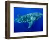 Whale Shark, Galapagos Islands National Park, Ecuador-Stuart Westmoreland-Framed Photographic Print