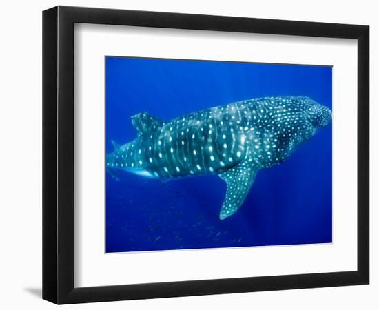 Whale Shark, Galapagos Islands National Park, Ecuador-Stuart Westmoreland-Framed Photographic Print