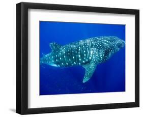 Whale Shark, Galapagos Islands National Park, Ecuador-Stuart Westmoreland-Framed Photographic Print