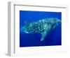 Whale Shark, Galapagos Islands National Park, Ecuador-Stuart Westmoreland-Framed Photographic Print