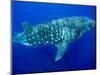 Whale Shark, Galapagos Islands National Park, Ecuador-Stuart Westmoreland-Mounted Photographic Print