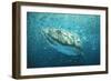 Whale Shark in Bait Ball-null-Framed Photographic Print