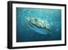 Whale Shark in Bait Ball-null-Framed Photographic Print