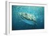 Whale Shark in Bait Ball-null-Framed Photographic Print