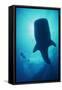 Whale Shark Large Whale Shark in Silhouette-null-Framed Stretched Canvas