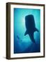 Whale Shark Large Whale Shark in Silhouette-null-Framed Photographic Print