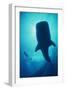 Whale Shark Large Whale Shark in Silhouette-null-Framed Photographic Print