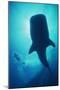 Whale Shark Large Whale Shark in Silhouette-null-Mounted Photographic Print
