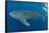 Whale shark, Madagascar, Indian Ocean, Africa-Dan Burton-Framed Stretched Canvas