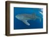 Whale shark, Madagascar, Indian Ocean, Africa-Dan Burton-Framed Photographic Print