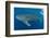 Whale shark, Madagascar, Indian Ocean, Africa-Dan Burton-Framed Photographic Print