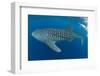 Whale shark, Madagascar, Indian Ocean, Africa-Dan Burton-Framed Photographic Print